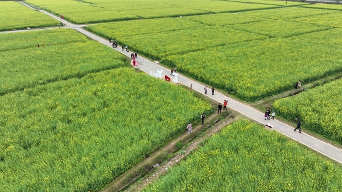 光明小镇油菜花