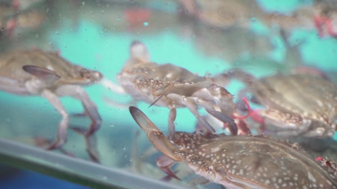 螃蟹 飞蟹 海鲜 鲜活 水产   美食