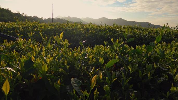 早上的安化黑茶的茶园