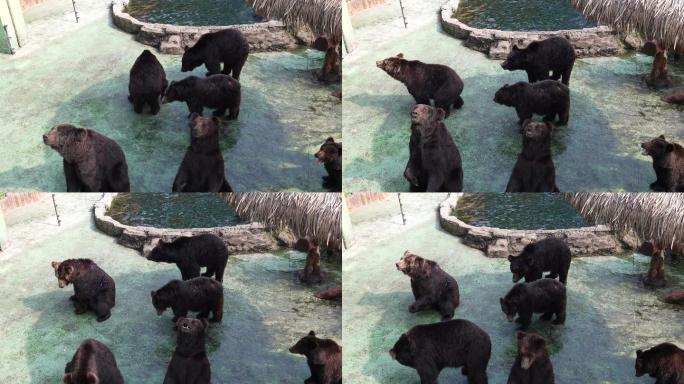 小熊 黑熊 野生动物园 棕熊 大黑熊