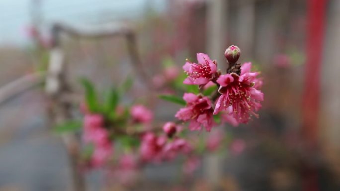 大棚油桃开花