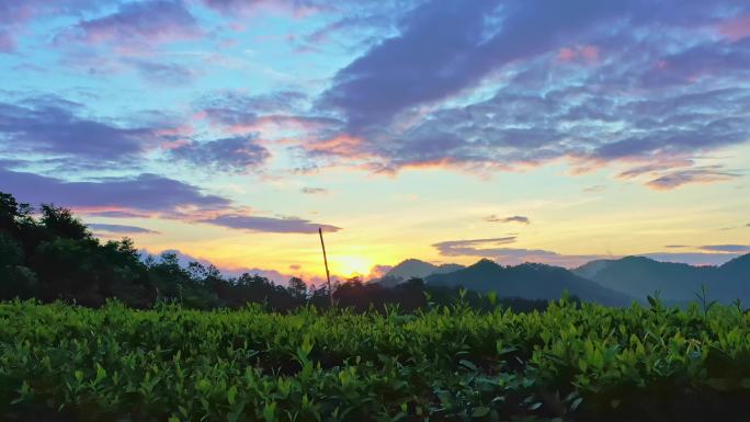 早上的安化黑茶的茶园