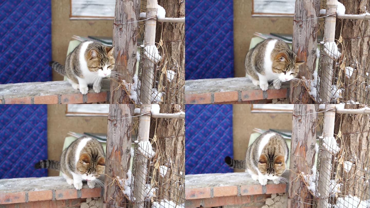 院墙上的猫家猫流浪猫