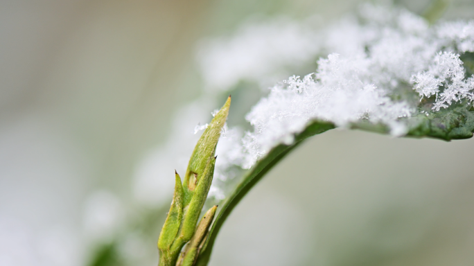 高山川茶雪芽茶树越冬雪花覆盖嫩绿茶叶