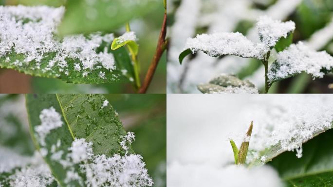 高山川茶雪芽茶树越冬雪花覆盖嫩绿茶叶