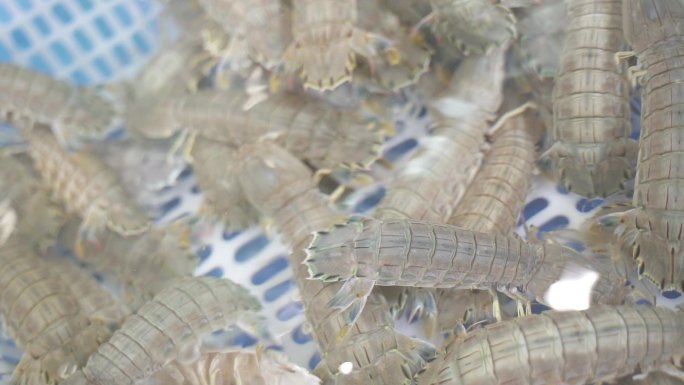 海鲜 水产 虾爬子 皮皮虾 美味 大排档