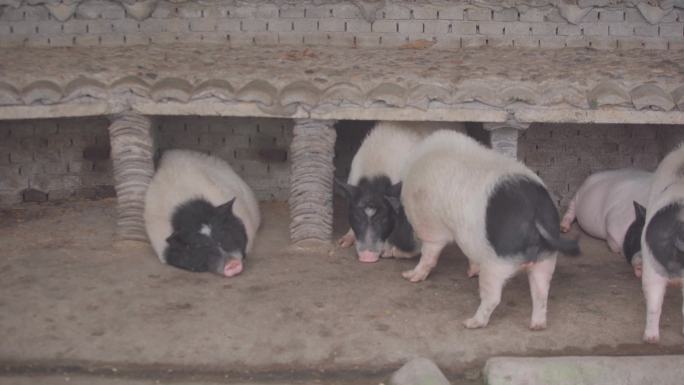 猪 两头乌 动物园 自然生态 野生 参观
