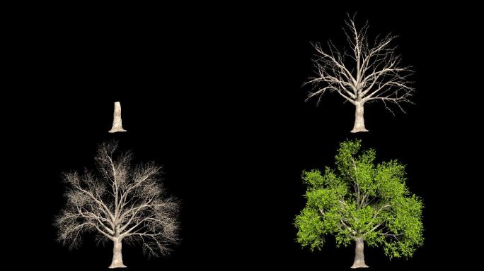 可换背景植物树木生长动画视频