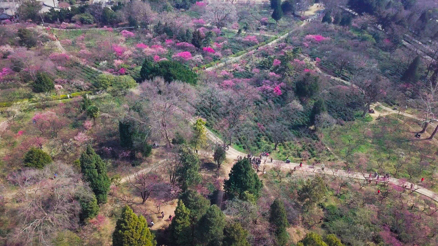 梅花山花开航拍