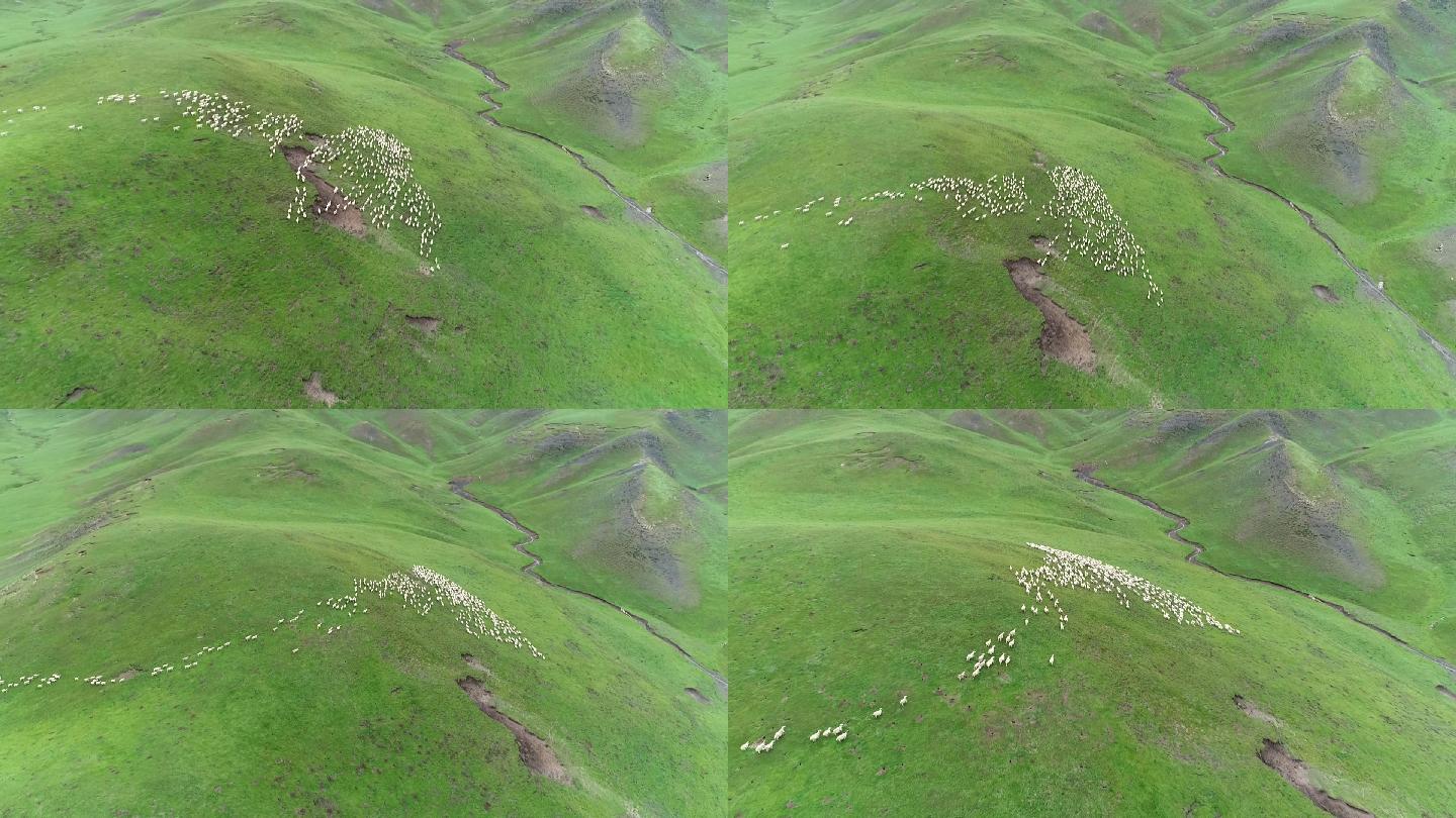 草原生态羊群