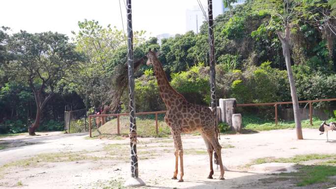 长颈鹿 长颈鹿吃草 野生动物园
