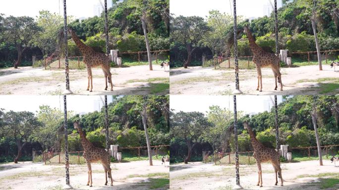 长颈鹿 长颈鹿吃草 野生动物园