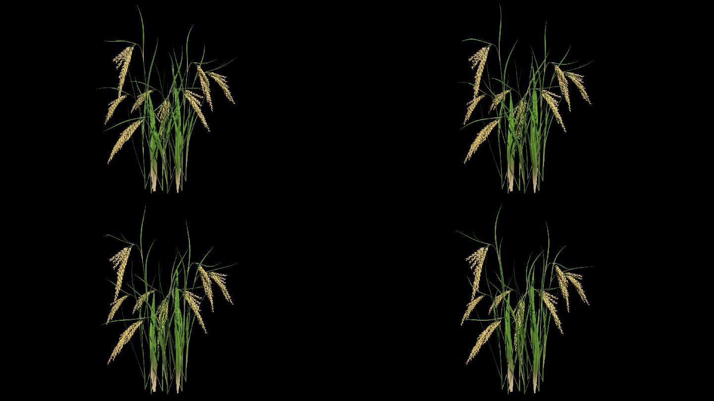 水稻生长-带透明通道