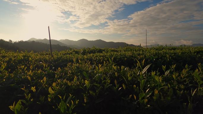 早上的安化黑茶的茶园