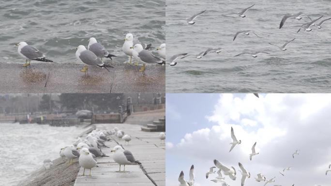 冬季海鸥在海边 海岸飞翔 蓝天白云