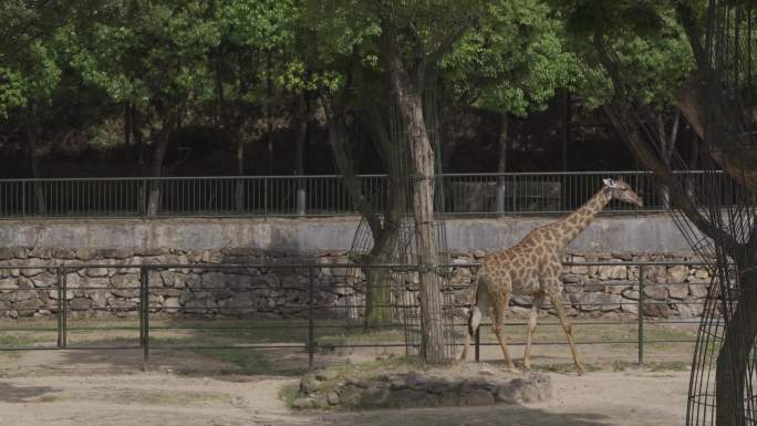 长颈鹿 动物园 特写 远景 野生 参观