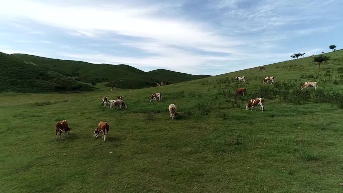 草原生态牛牧场