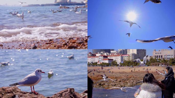 4K大海和海鸥-青岛海鸥-浪漫海滨城市