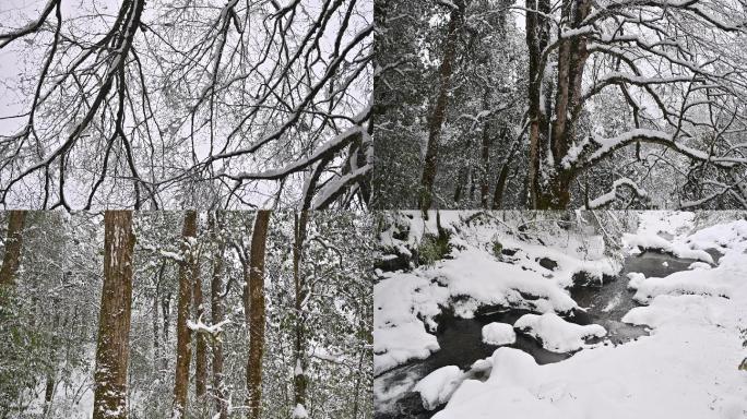 原始森林雪景冬天韵律