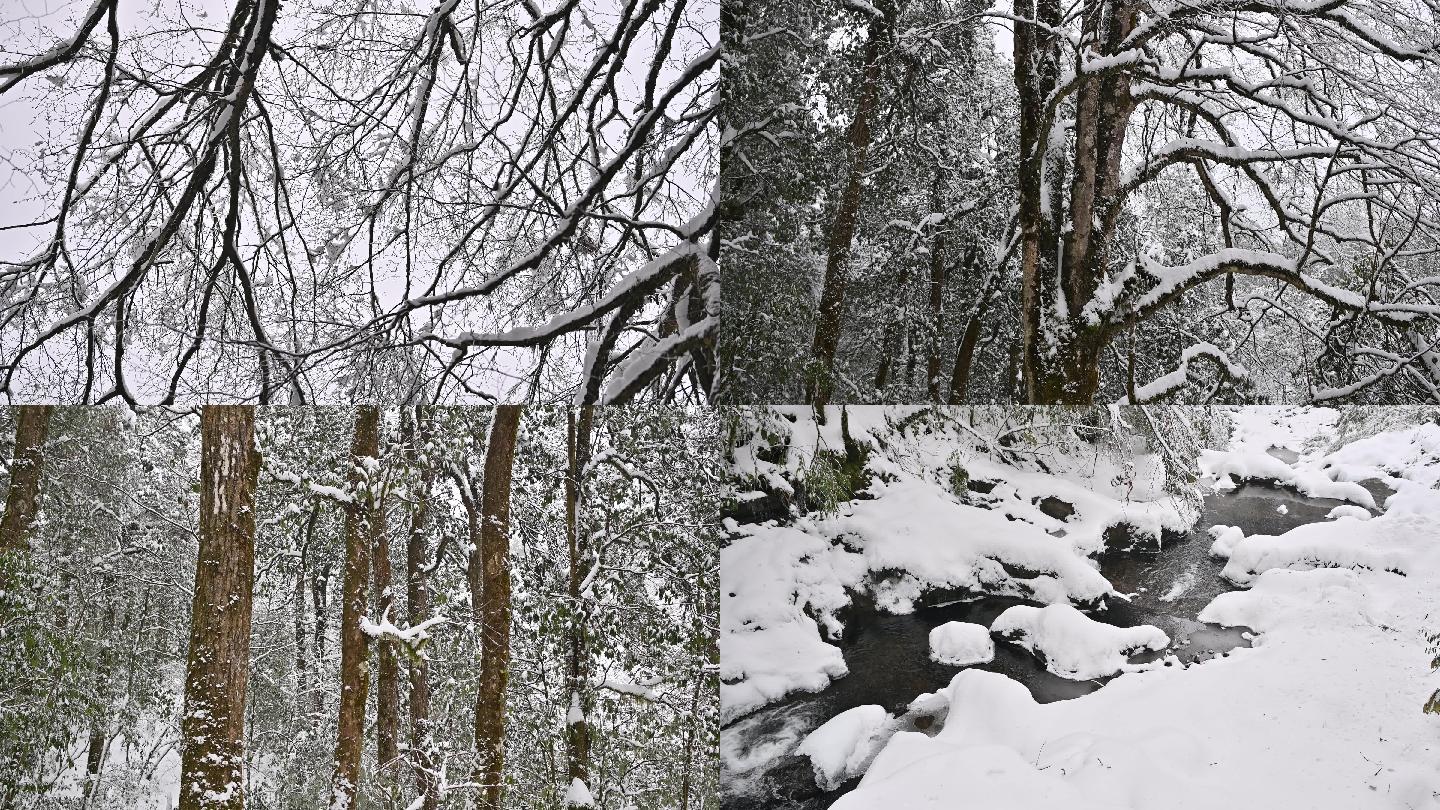原始森林雪景冬天韵律