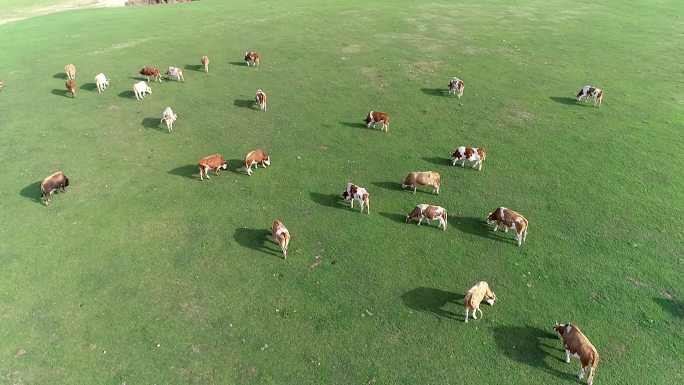 草原牛有机生态牧场航拍