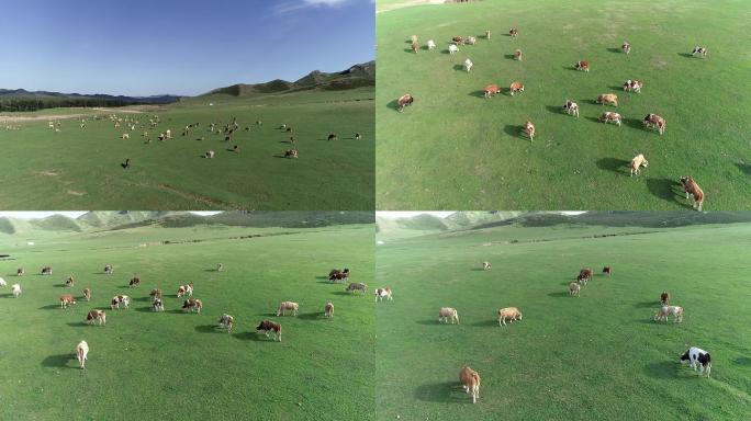 草原牛有机生态牧场航拍