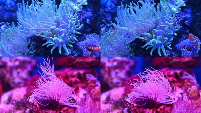 4k实拍海底世界海葵