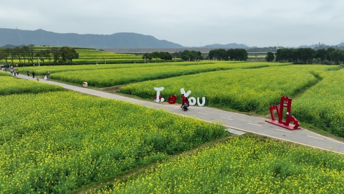 航拍光明小镇油菜花