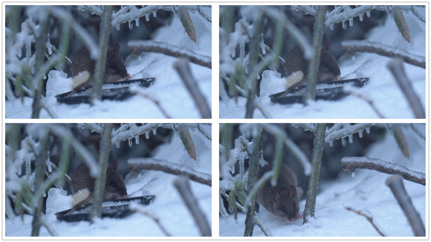 老鼠雪地觅食