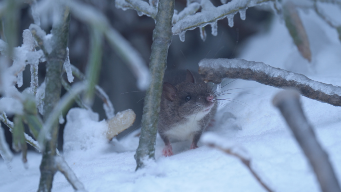 老鼠雪地觅食