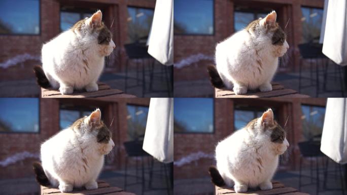 猫在阳台休息晒太阳