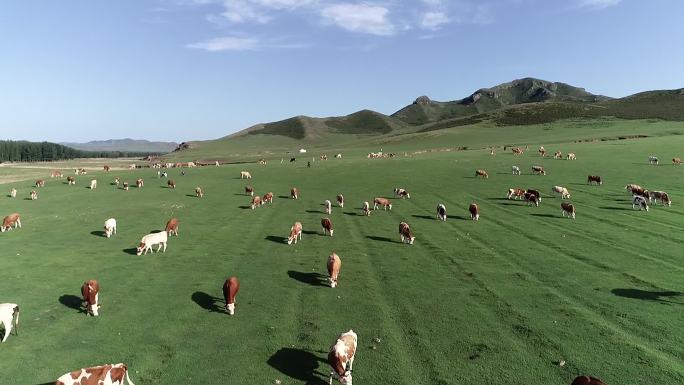 内蒙古草原牛有机生态牧场航拍
