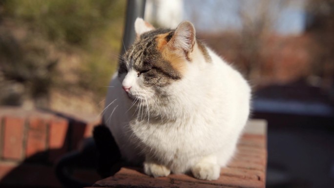 猫在阳台休息晒太阳