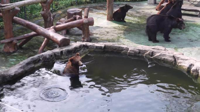 大黑熊洗澡嬉戏 棕熊