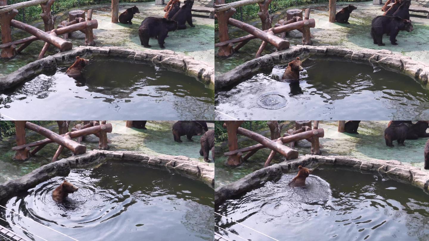 大黑熊洗澡嬉戏 棕熊