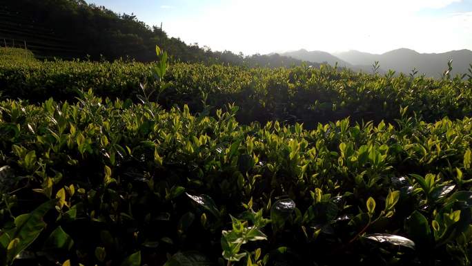 早上的安化黑茶的茶园