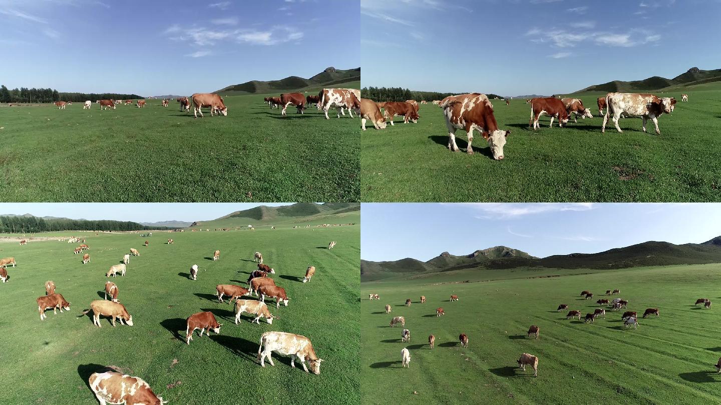 内蒙古草原有机生态牧场牛航拍