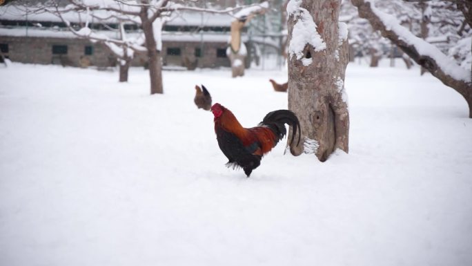 冬季雪地上的公鸡