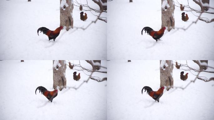 冬季雪地上的公鸡