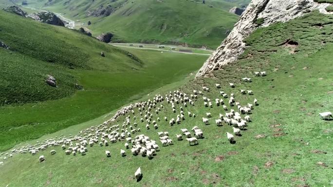 草原羊群生态牧场