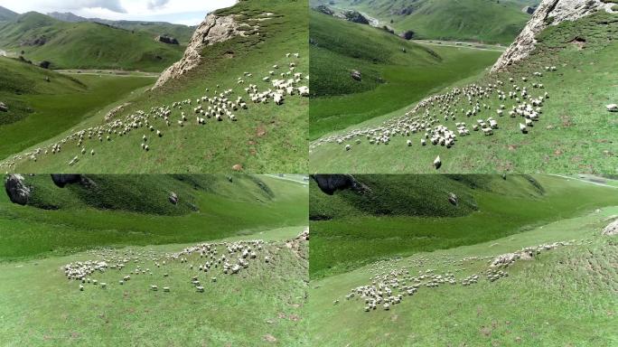 草原羊群生态牧场