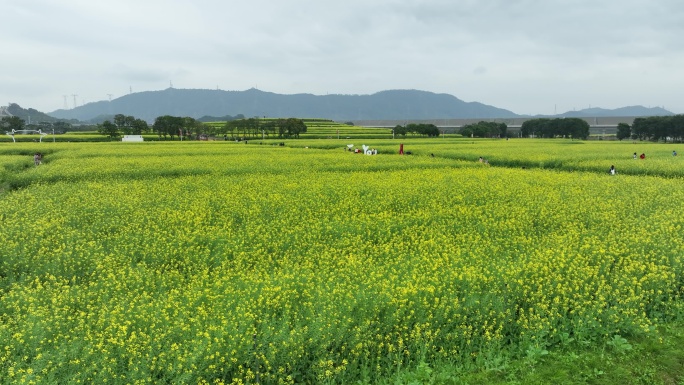 光明油菜花