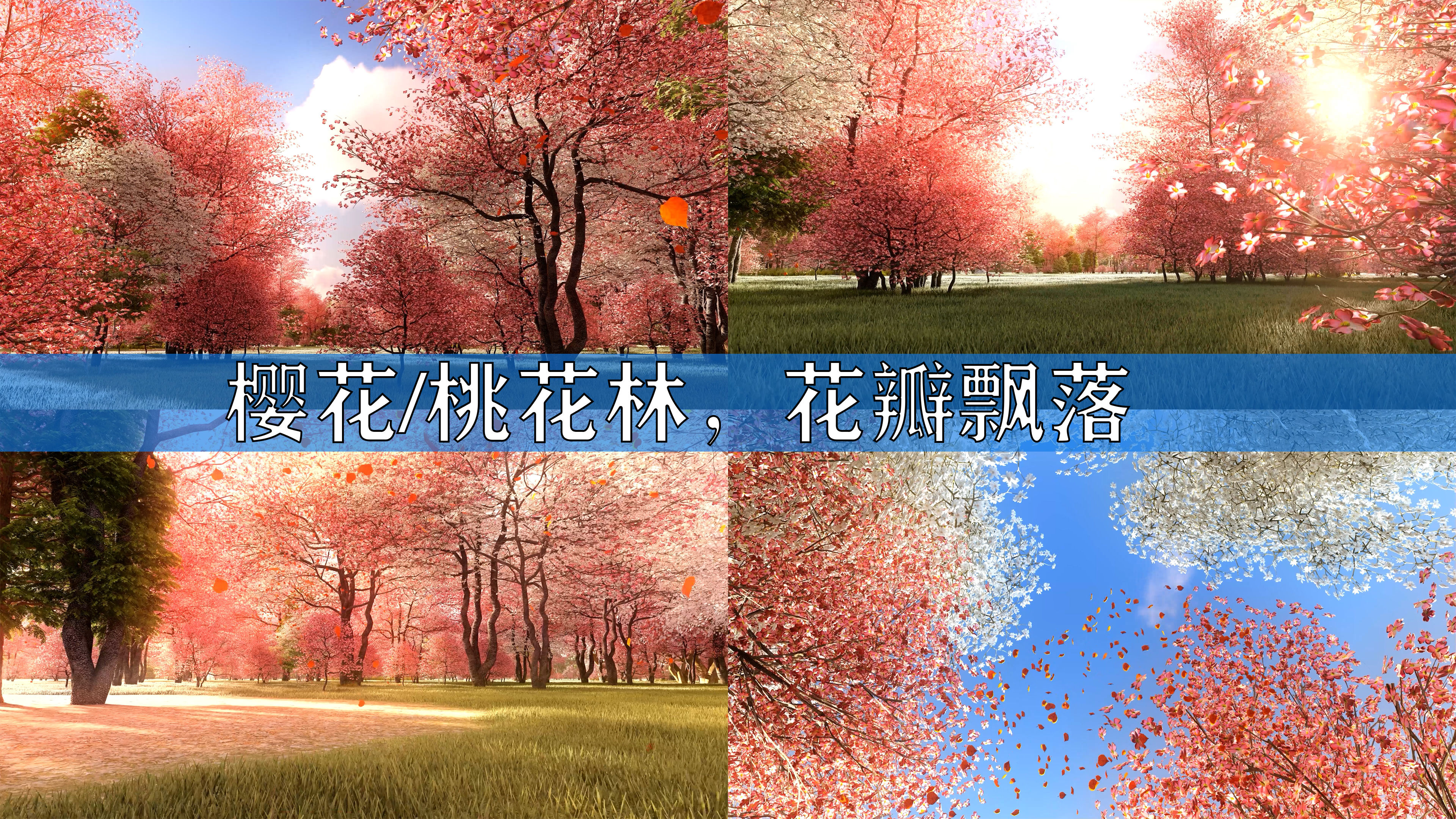 樱花桃花林盛开2