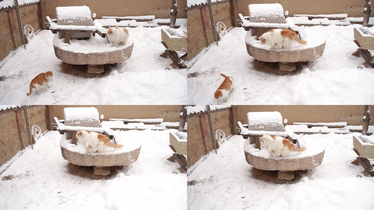 冬季雪天院子中的猫石磨