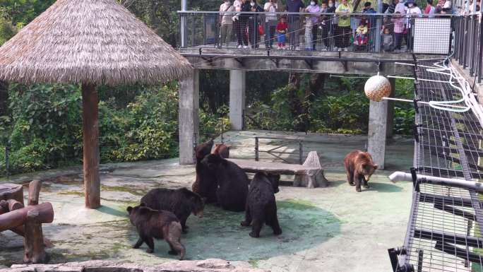 小熊 黑熊 野生动物园 棕熊 大黑熊