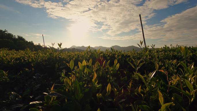 早上的安化黑茶的茶园