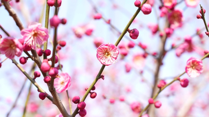 梅花视频素材