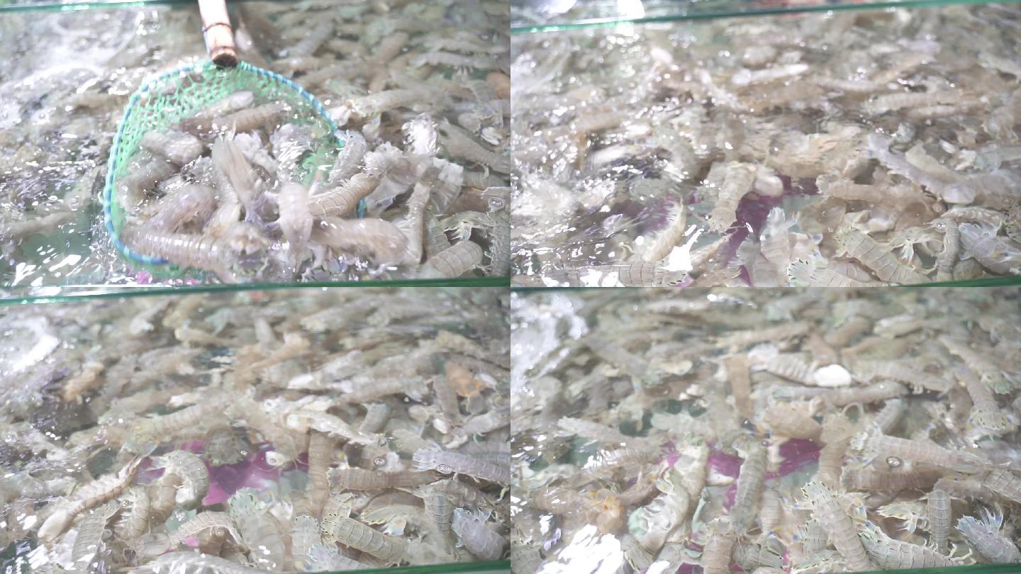 虾爬子 皮皮虾 海鲜  鲜活 美食