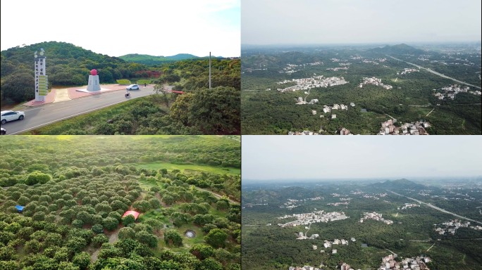 荔枝园  广东茂名高州万亩荔枝园