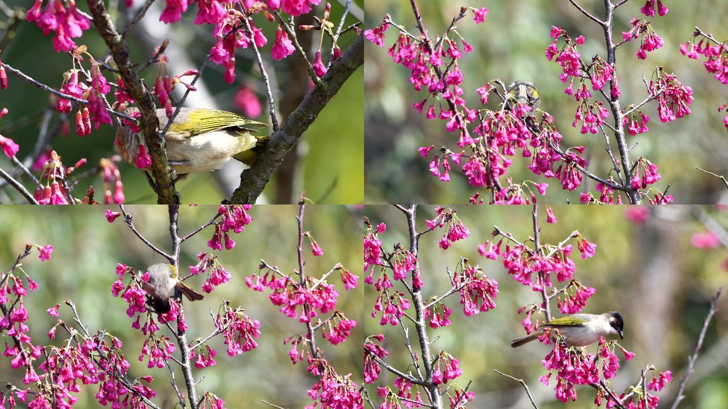 春暖花开,好美的樱花，花鸟融合，鸟语花香